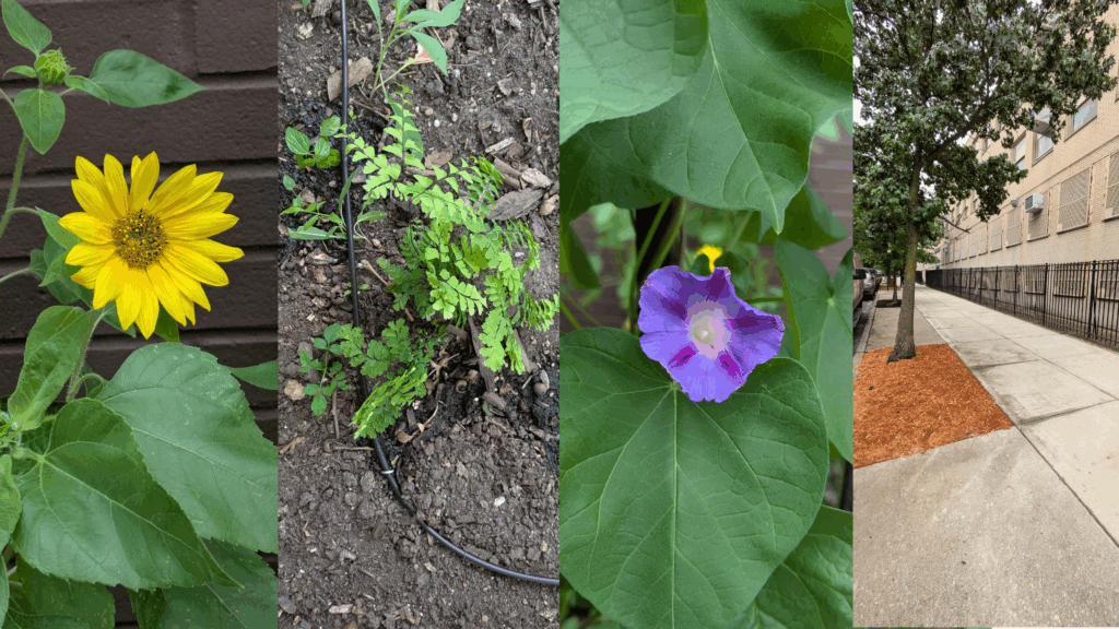 Four images of the garden: a sunflower, a fern, a morning glory, and a tree outside ps 282